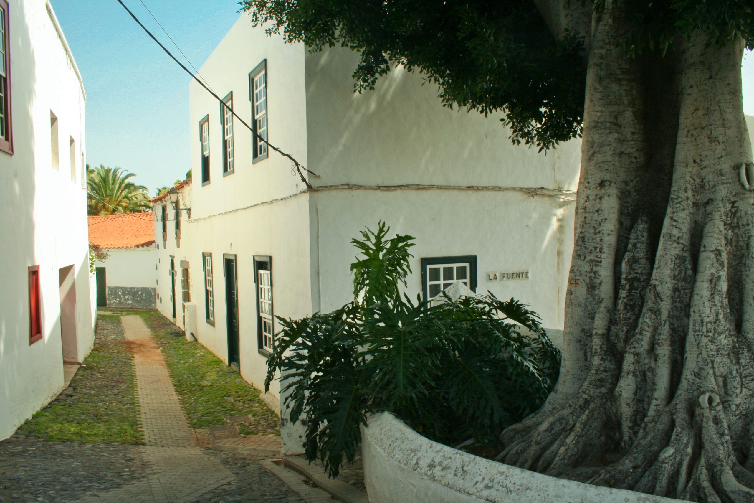 Callejones y viejo laurel de indias en Telde